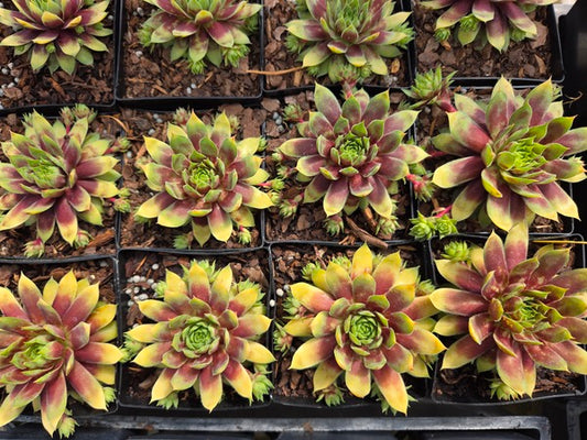 Image of Sempervivum 'Gold Rush' PPAF taken at Juniper Level Botanic Gdn, NC by JLBG