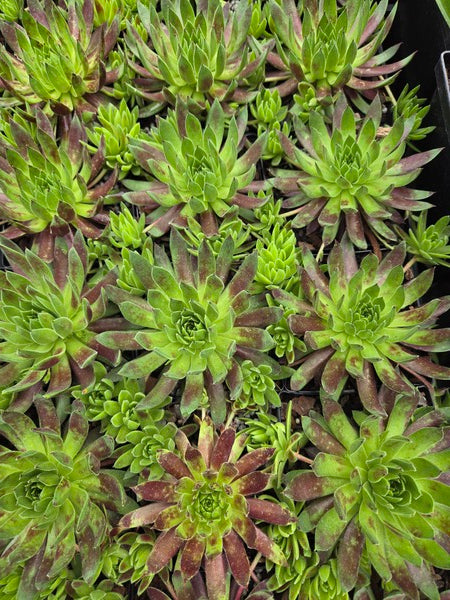 Image of Sempervivum 'Mint Chocolate Chip' PPAF taken at Juniper Level Botanic Gdn, NC by JLBG