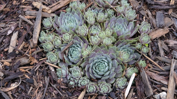blue ice succulent Sempervivum Pacific Blue Ice