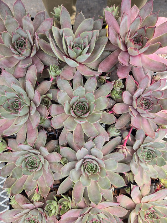 Image of Sempervivum 'Pink Sapphire' PPAF taken at Juniper Level Botanic Gdn, NC by JLBG