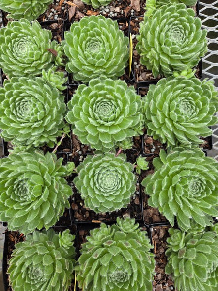 succulent powder Learn about Sempervivum 'Powdered Pastry' PPAF | Powdered Pastry Hens and Chickens