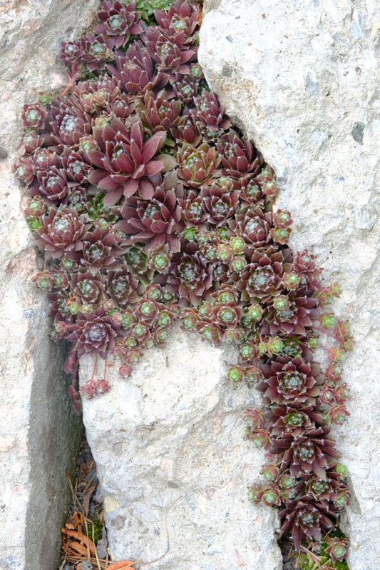 Image of Sempervivum 'Silber Karneol' taken at Juniper Level Botanic Gdn, NC by JLBG