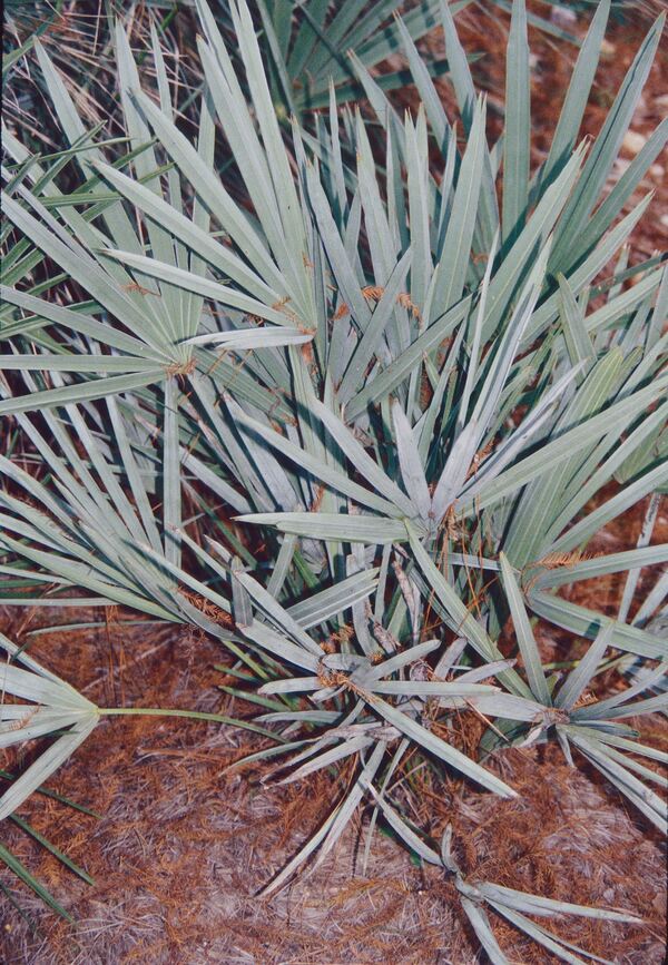 saw palm plant Learn about Serenoa repens 'Papay Silver' | Papay Silver Saw Palmetto