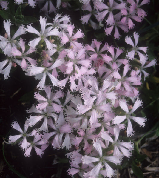 Image of Silene catesbyi - NOT OUTSIDE NC taken at Juniper Level Botanic Gdn, NC by JLBG
