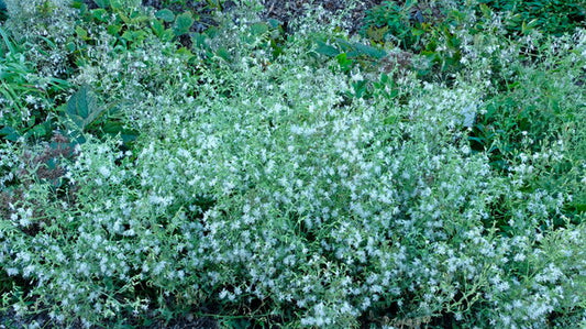 Image of Silene ovata taken at Juniper Level Botanic Gdn, NC by JLBG