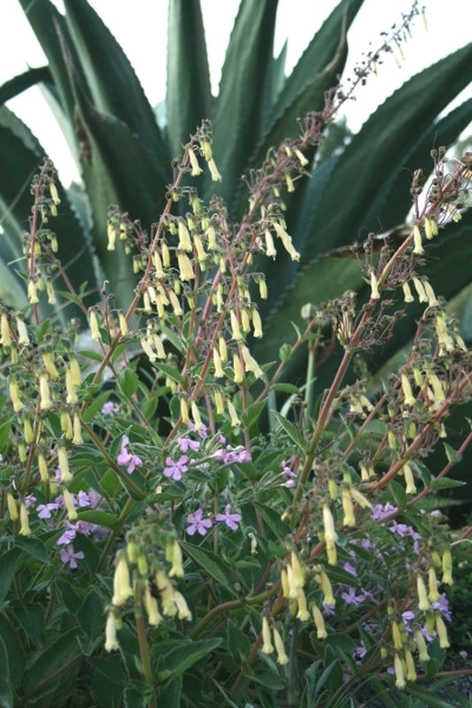 Image of Sinningia 'Bananas Foster' taken at Juniper Level Botanic Gdn, NC by JLBG