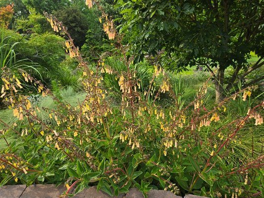 Image of Sinningia 'Bananas Foster' taken at Juniper Level Botanic Gdn, NC by JLBG