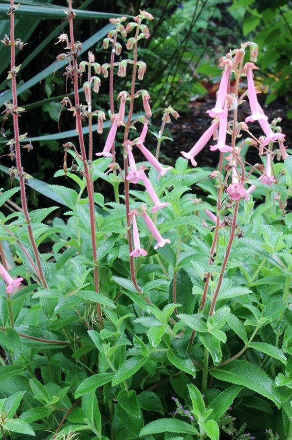 Image of Sinningia 'Carolyn'