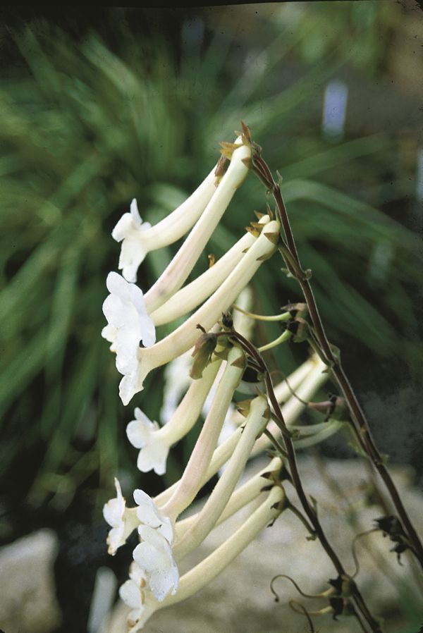 Image of Sinningia tubiflora taken at Juniper Level Botanic Gdn, NC by JLBG