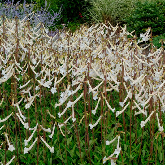 Image of Sinningia tubiflora taken at Juniper Level Botanic Gdn, NC by JLBG