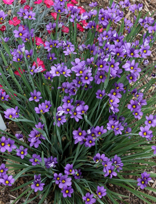 Image of Sisyrinchium angustifolium 'Lucerne' taken at Juniper Level Botanic Gdn, NC by JLBG