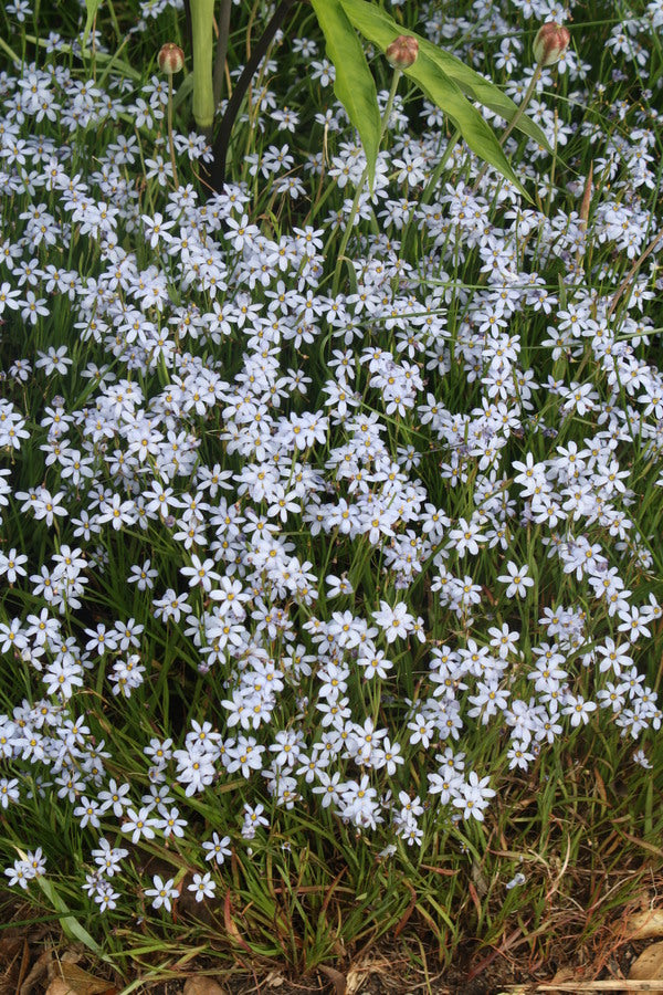 Image of Sisyrinchium nashii 'Suwannee' taken at Juniper Level Botanic Gdn, NC by JLBG