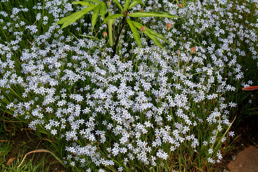 Image of Sisyrinchium nashii 'Suwannee' taken at Juniper Level Botanic Gdn, NC by JLBG
