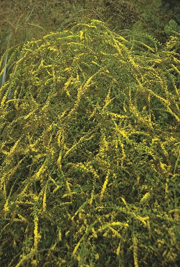 Image of Solidago rugosa 'Fireworks' taken at Juniper Level Botanic Gdn, NC by JLBG