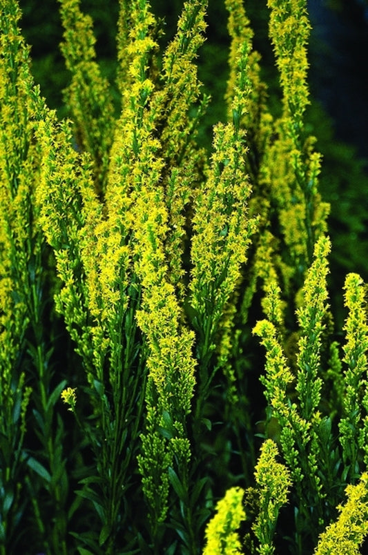 Image of Solidago stricta taken at Juniper Level Botanic Gdn, NC by JLBG