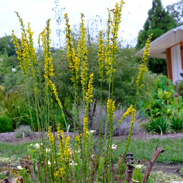 Image of Solidago virgata 'Golden Voices' taken at Juniper Level Botanic Gdn, NC by JLBG