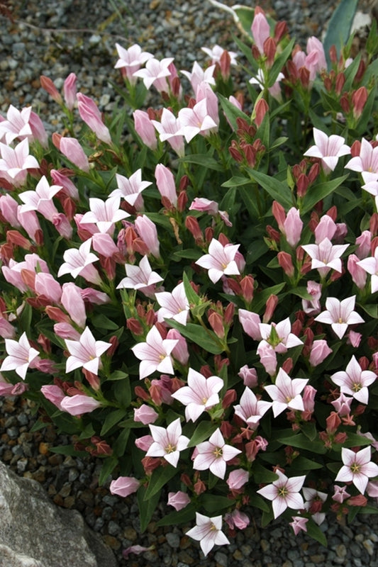 Image of Spigelia alabamensis