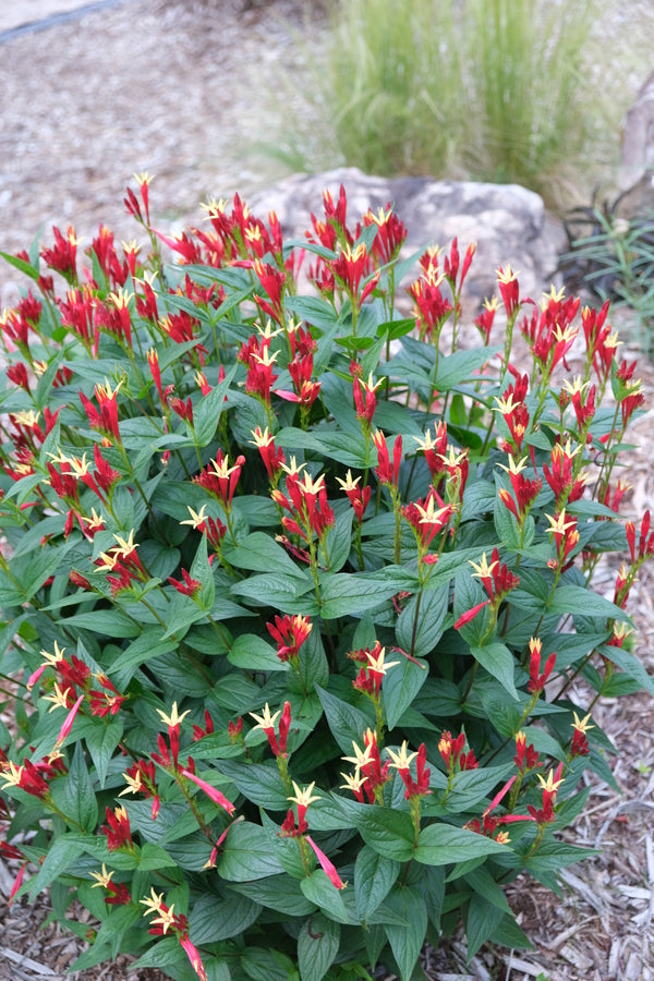 Image of Spigelia marilandica 'Little Redhead' taken at Juniper Level Botanic Gdn, NC by JLBG