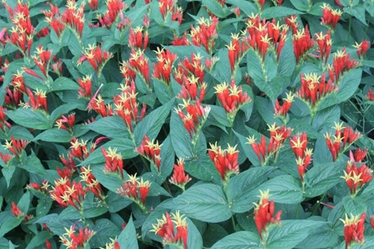 Image of Spigelia marilandica 'Ragin Cajun' taken at Juniper Level Botanic Gdn, NC by JLBG