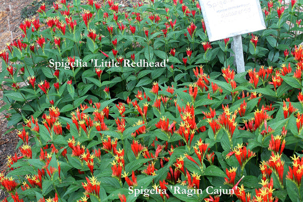 Image of Spigelia marilandica 'Ragin Cajun' taken at Juniper Level Botanic Gdn, NC by JLBG