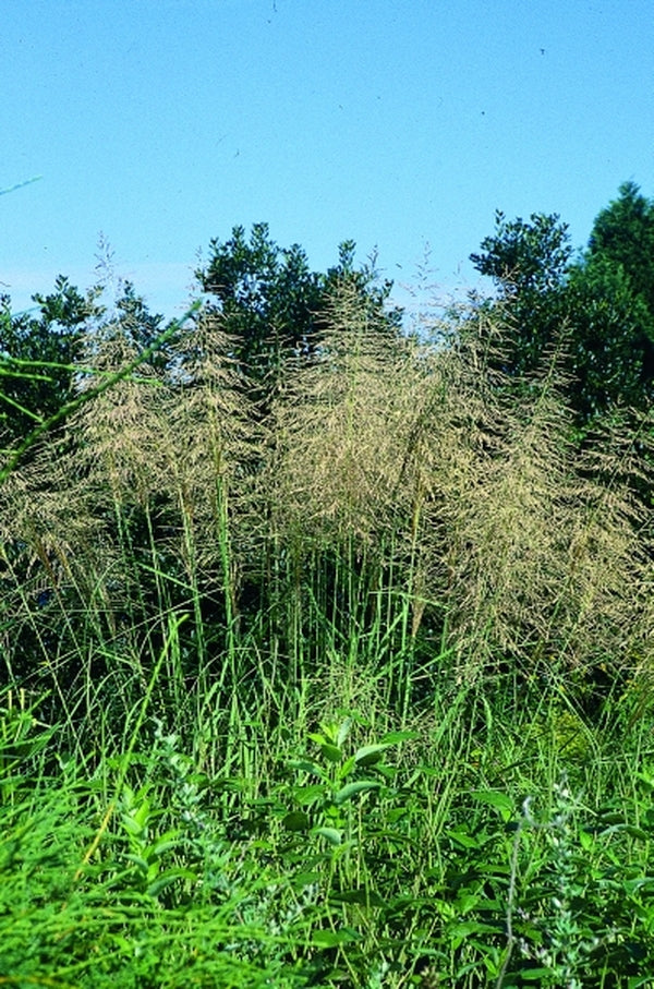 Image of Sporobolus airoides taken at Juniper Level Botanic Gdn, NC by JLBG