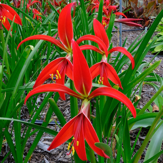 Image of Sprekelia formosissima 'Mobile Queen' taken at Juniper Level Botanic Gdn, NC by JLBG