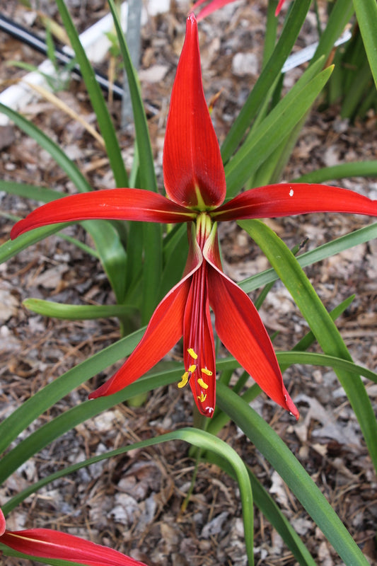 Image of Sprekelia x homosissima 'Lowe Down' taken at Juniper Level Botanic Gdn, NC