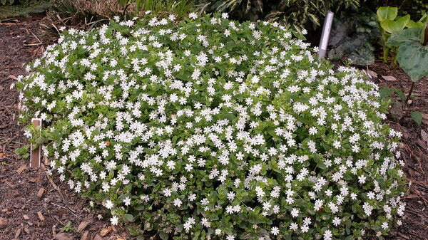 Image of Stellaria pubera 'Chick-a-boom' taken at Juniper Level Botanic Gdn, NC by JLBG