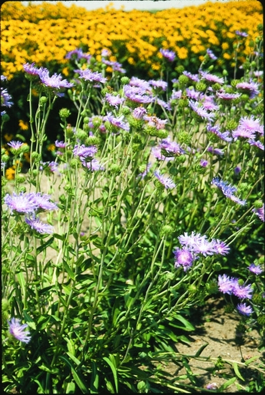 Image of Stokesia laevis 'Omega Skyrocket' taken at Walters Gardens, MI