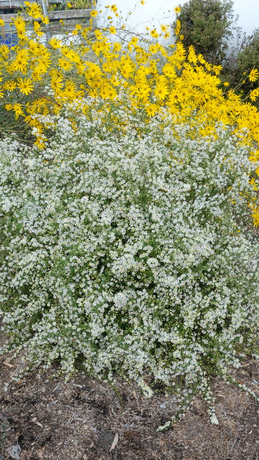 Image of Symphyotrichum dumosum 'Hillandschmidt' taken at Juniper Level Botanic Gdn, NC by JLBG