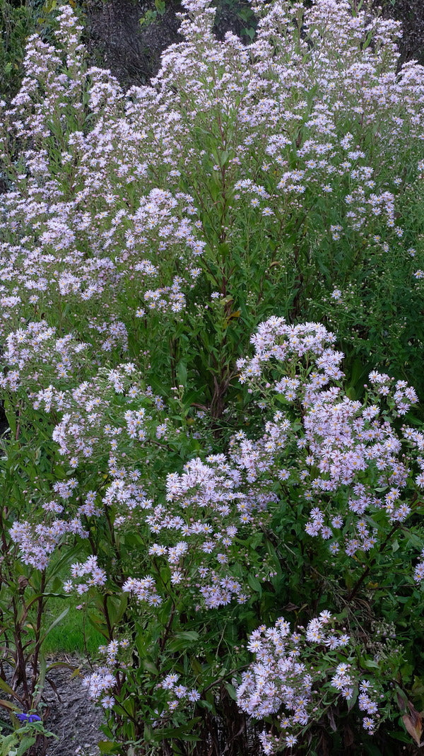 Image of Symphyotrichum elliottii taken at Juniper Level Botanic Gdn, NC by JLBG