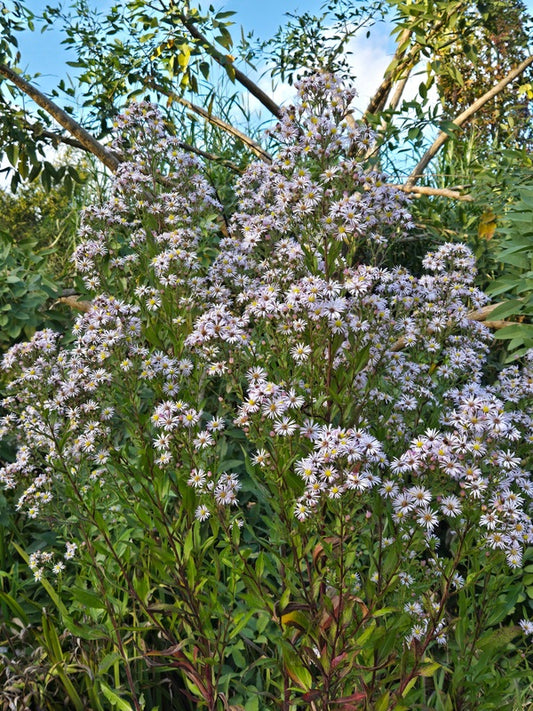 Image of Symphyotrichum elliottii taken at Juniper Level Botanic Gdn, NC by JLBG