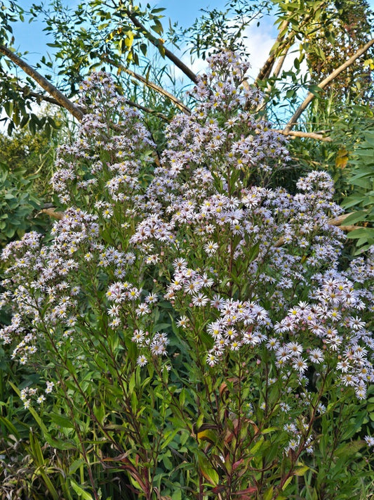 Image of Symphyotrichum elliottii taken at Juniper Level Botanic Gdn, NC by JLBG