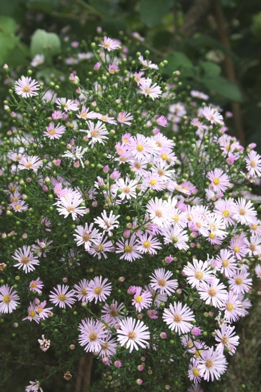 Image of Symphyotrichum ericoides 'Pink Star' taken at Juniper Level Botanic Gdn, NC by JLBG