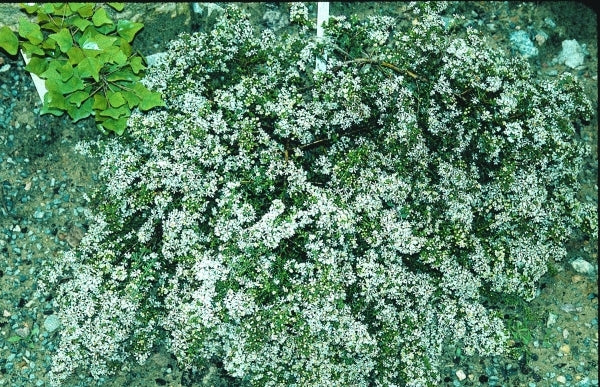 Image of Symphyotrichum ericoides 'Snow Flurry' taken at Juniper Level Botanic Gdn, NC by JLBG