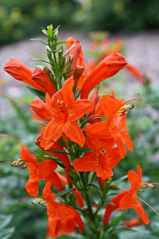 Image of Tecomaria capensis taken at Juniper Level Botanic Gdn, NC by JLBG