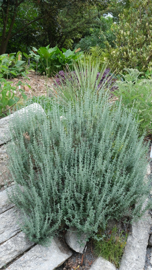 Image of Teucrium marum taken at Juniper Level Botanic Gdn, NC by JLBG