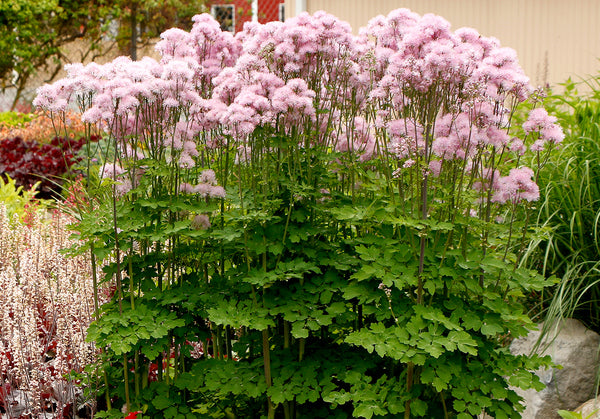 Image of Thalictrum aquilegiifolium 'Nimbus Pink' taken at Terra Nova Nurseries, OR by Terra Nova Nurseries