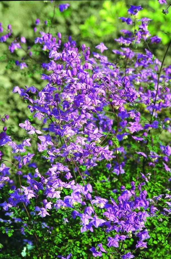 Learn about Thalictrum delavayi var. decorum | Yunnan Meadow Rue