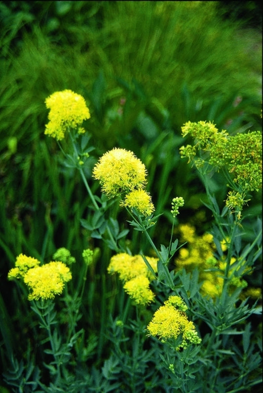 Image of Thalictrum flavum ssp. glaucum 'True Blue' taken at Juniper Level Botanic Gdn, NC by JLBG
