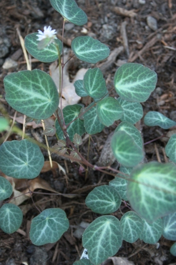 Image of Thalictrum ichangense 'Evening Star' taken at Juniper Level Botanic Gdn, NC by JLBG