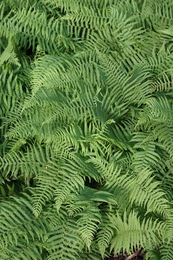Image of Thelypteris beddomei 'Korean Traveler' taken at Juniper Level Botanic Gdn, NC by JLBG