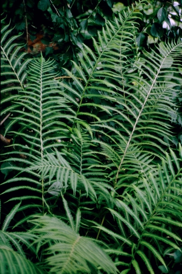 Image of Thelypteris normalis var. lindheimeri 'Weekend at Boerne' taken at Juniper Level Botanic Gdn, NC by JLBG