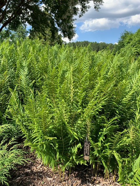 Image of Thelypteris ovata var. lindheimeri 'Austin City Limits' taken at Juniper Level Botanic Garden, Raleigh NC by Lidia Churakova