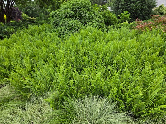 Image of Thelypteris ovata var. lindheimeri 'Austin City Limits' taken at Juniper Level Botanic Gdn, NC by JLBG