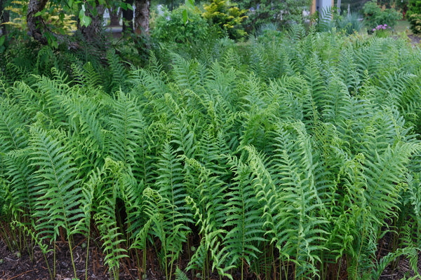 Image of Thelypteris ovata var. lindheimeri 'Tooth Fairy' taken at Juniper Level Botanic Gdn, NC by JLBG