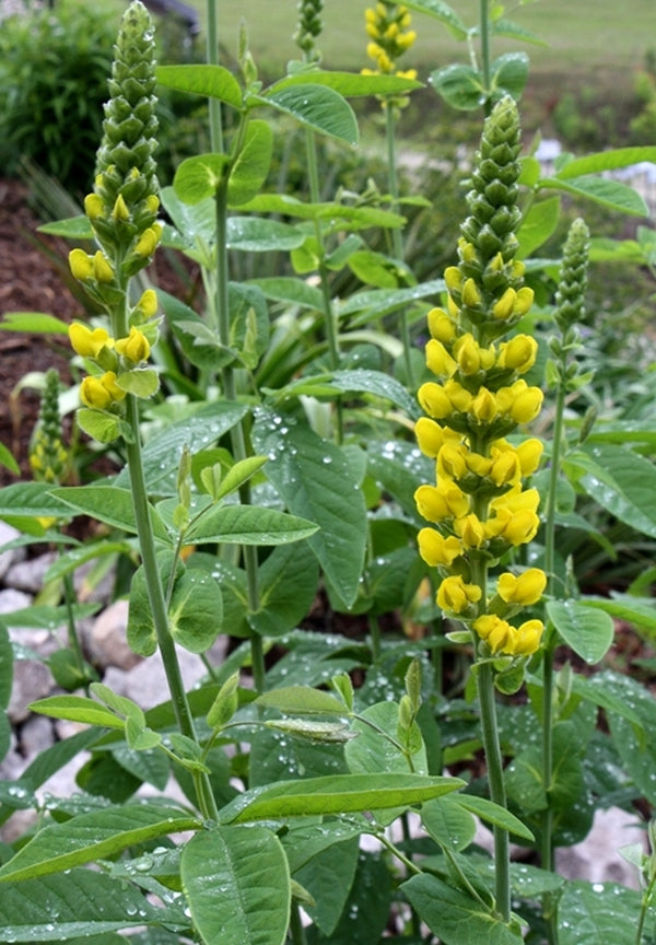 Image of Thermopsis villosa