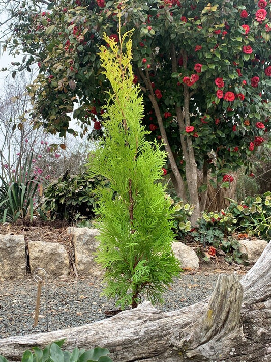 Image of Thuja occidentalis 'Sunny Smaragd' PP 29,652 taken at Juniper Level Botanic Gdn, NC by C. Hardison