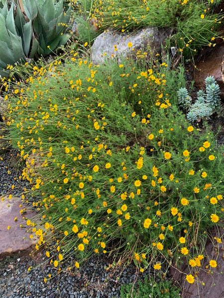 Image of Thymophylla pentachaeta var. pentachaeta 'Laredo Gold' taken at Juniper Level Botanic Garden, Raleigh NC by Lidia Churakova