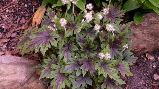 Image of Tiarella 'Cutting Edge' PP 29,745 taken at Juniper Level Botanic Gdn, NC by JLBG